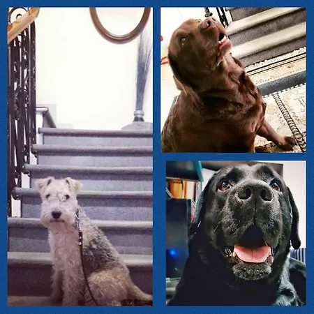 Rex Отель Виареджо